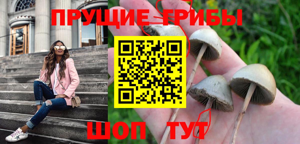 Псилоцибиновые грибы GOLDEN TEACHER  сколько стоит  Пушкино  Вход с VPN 